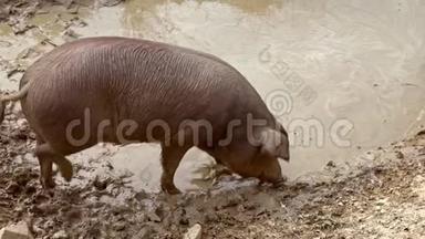 黑色伊比利亚猪缓慢运动下泥池田。 肮脏的泥<strong>土猪</strong>